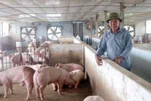 Giá heo hơi hôm nay 9/8: Có nơi xuống 58.000 đồng/kg