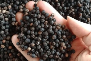 Giá tiêu hôm nay 9/8: Giữ đỉnh 141.000 đồng/kg