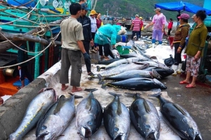 Xuất khẩu thủy sản sang Hoa Kỳ: Gỡ nút thắt thủ tục, đẩy nhanh chuyển đổi số