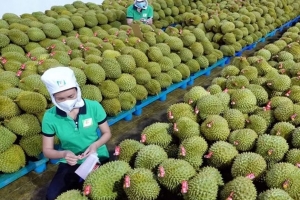 Giá sầu riêng hôm nay 11/8: Thị trường biến động