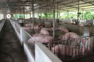 Giá heo hơi hôm nay 11/8: Giảm tại nhiều địa phương