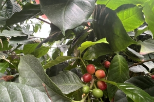 Giá cà phê hôm nay 12/8: Cao nhất 98.000 đồng/kg