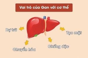 Xơ gan và sự khởi phát âm thầm của các bệnh lý về gan