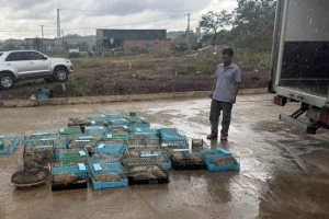 Quảng Trị: Khởi tố đối tượng buôn lậu động vật hoang dã