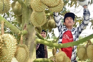 Siết mã số vùng trồng, bảo vệ uy tín nông sản Việt trên thị trường quốc tế