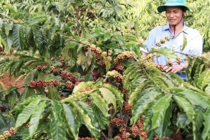 Giá cà phê hôm nay 14/9: Tăng 500 đồng/kg trong tuần