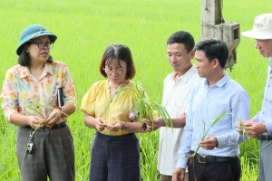 Hà Nội: 60ha lúa vụ mùa tại Đại Xuyên được cấy hoàn toàn bằng máy