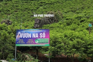 Khoa học, công nghệ mở hướng phát triển kinh tế nông nghiệp vùng cao
