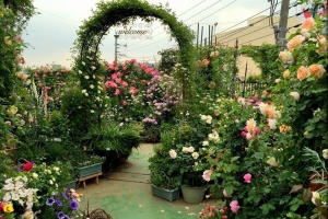 Bí quyết để hoa hồng sai bông, màu đẹp, cây khỏe lâu năm