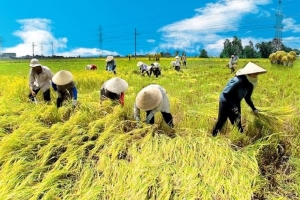Giá lúa gạo hôm nay 29/8: IR 504, CL 555 giảm về 9.000 đồng/kg