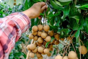 Quả nhãn - món quà mùa hè giàu vitamin và chất chống oxy hóa