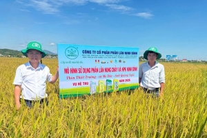 Quảng Ngãi: Mô hình sử dụng phân bón Ninh Bình cho năng suất lúa tăng 5–6,5 tạ/ha