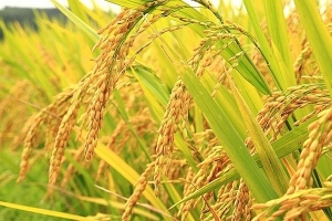 Giá lúa gạo hôm nay 2/9: Tại Đồng bằng sông Cửu Long trầm lắng