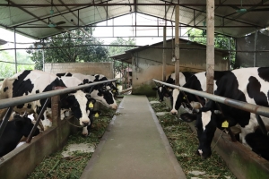 Hà Nội đưa nông sản vào chuỗi giá trị, mở rộng đầu ra bền vững