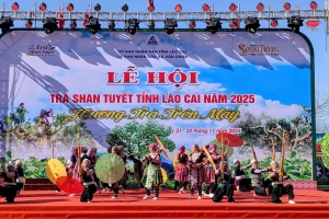 Lào Cai tổ chức Festival Trà Shan tuyết 2026 tại Văn Chấn