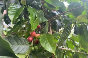 Giá cà phê hôm nay 9/9: Thị trường nội địa giảm 500 đồng/kg