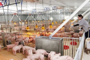 Hưng Yên hỗ trợ tới 2 tỷ đồng cho cơ sở chăn nuôi đầu tư công nghệ cao