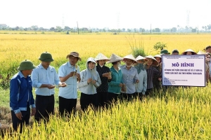 Chế phẩm sinh học mở hướng xử lý rơm rạ theo hướng tuần hoàn tại Bắc Ninh