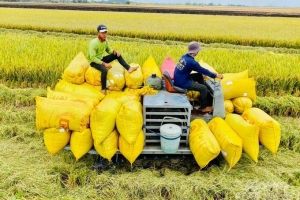 Giá lúa gạo hôm nay 13/9: Gạo nguyên liệu xuất khẩu tăng nhẹ