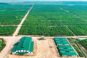 HAGL Agrico lỗ thêm 152 tỷ, kiểm toán cảnh báo hoạt động liên tục
