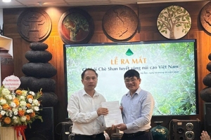 Chè Shan tuyết vùng núi cao tìm hướng nâng giá trị từ liên kết và chuẩn hóa