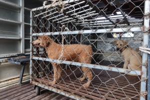 Cuộc “truy quét” chó thả rông tại TP.HCM: 409 con bị bắt