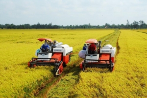 Giá lúa gạo hôm nay 21/9: Lúa tươi chững giảm, gạo nguyên liệu giữ giá