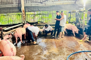 TP.HCM: Phát hiện điểm giết mổ heo trái phép trong đêm