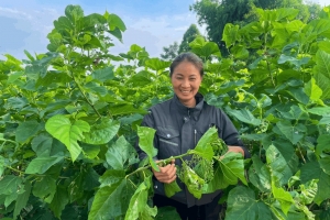 Từ liên kết sản xuất, nghề dâu tằm mở hướng sinh kế bền vững tại Trấn Yên
