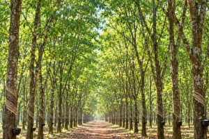 Giá cao su hôm nay 30/9: Biến động trái chiều