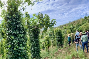 Giá tiêu hôm nay 6/10: Tiếp tục đi ngang