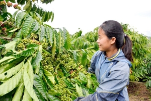 Lâm Đồng: Tổ chức lại sản xuất, nâng sức cạnh tranh nông sản