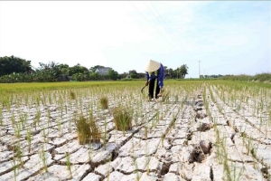 Hà Tĩnh triển khai kế hoạch chống sa mạc hóa, bảo vệ sinh kế đến năm 2050