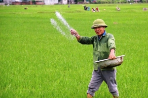 Phân bón giả: Khi hàng thật bị đánh tráo, nông dân gánh thiệt hại