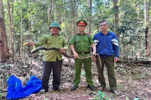 Lâm Đồng: Những cuộc giải cứu thầm lặng giữa đại ngàn
