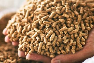 Quý I: Nhập khẩu thức ăn chăn nuôi và nguyên liệu tăng mạnh