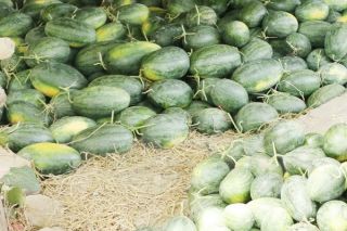 Một số thông tin về tình hình sản xuất, tiêu thụ dưa hấu tại thị trường Trung Quốc