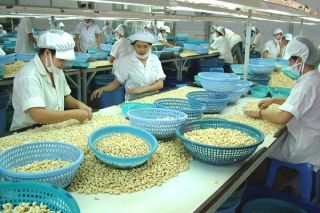Dự kiến nhập 500.000 tấn điều nguyên liệu để phục vụ cho xuất khẩu