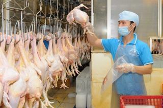 Thịt gia cầm Việt Nam xuất khẩu chính ngạch vào Nhật Bản