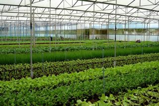 Gỡ vướng triển khai các dự án ngành nông nghiệp
