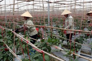 Hải Phòng: Nâng cao hiệu quả trong sản xuất nông nghiệp