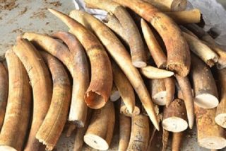 Bạc Liêu: Phát hiện xe ô tô chở hơn 1,4 tấn hàng nghi ngà voi