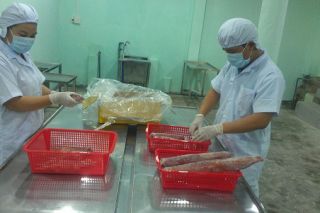Cần Thơ: Phát triển chuỗi liên kết thủy sản