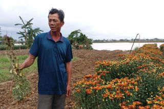 Huế: Người trồng hoa lao đao sau trận lũ lịch sử