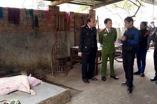 Phú Thọ: Phát hiện cơ sở giết mổ lợn chết bán ra thị trường