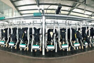 Vinamilk tiên phong sản xuất sữa A2 tại Việt Nam