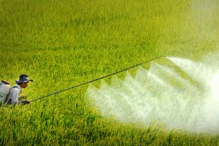 Việt Nam chi khoảng 500 triệu USD nhập khẩu thuốc trừ sâu, nguyên liệu từ Trung Quốc