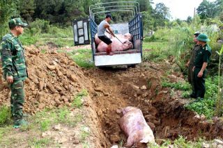 BCĐ 389 Quảng Ninh khẳng định không phát hiện người dân “gánh” lợn qua biên giới