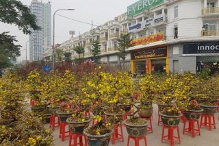 Sắc xuân ngập tràn Thủ đô