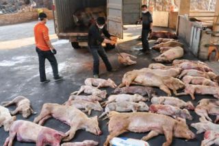 Thanh Hóa: Triển khai các biện pháp ngăn chặn dịch lợn tả châu Phi lây lan